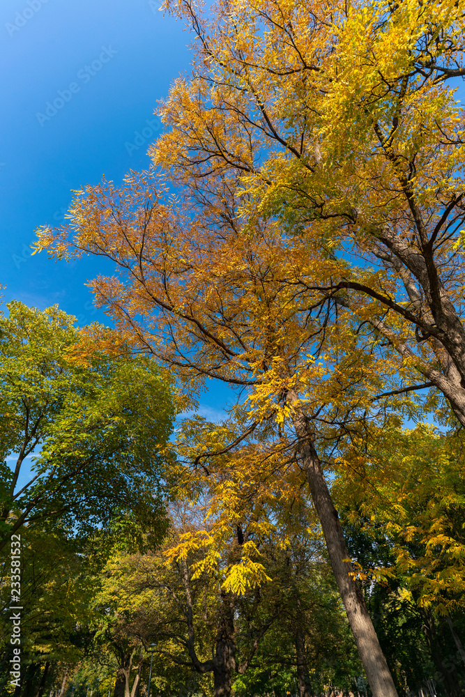 Trees in autumn