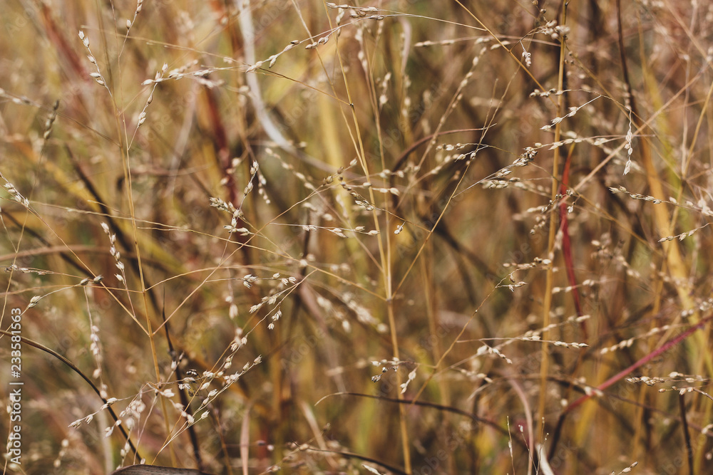 Close up background of orange autumn grass stems with seeds. Mess of long standing brown and yellow culms. Warm colors windy stalks picture Close up background of orange autumn grass stems with seeds. Mess of long standing brown and yellow culms. Warm colors windy stalks picture