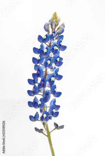 Isolated Bluebonnet (Lupinus texensis)