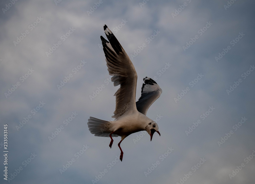 Fototapeta premium Flocks of flying seagulls at Bangpu recreation center in Thailand hover bird feed from human hand , closeup of seagull selective focus and shallow depth of field