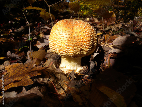 Quadro su tela Puffball Mushroom in Forest