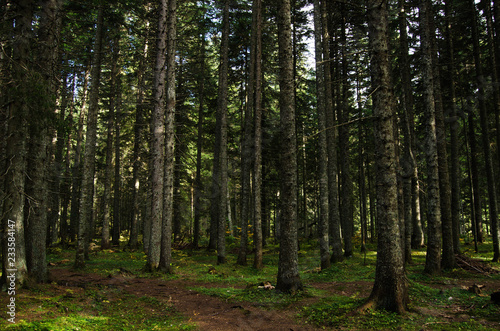 Virgin  dense pine forest  beautiful nature of Montenegro.