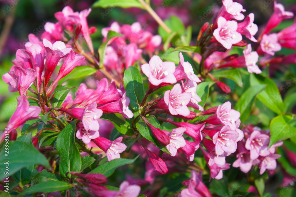 Fototapeta premium Weigela florida many red pink flowers