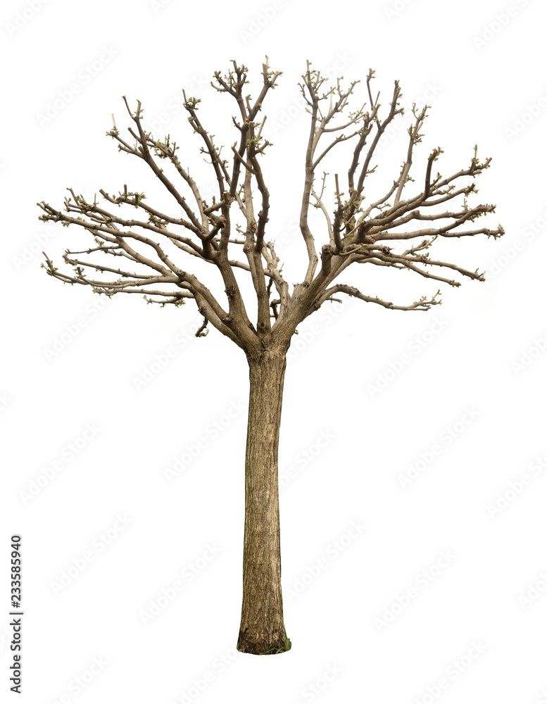 Tree without leaves isolated on white background. Tree without leaves isolated on white background.