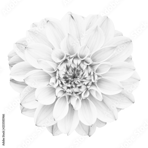 Fototapeta Naklejka Na Ścianę i Meble -  White flower isolated