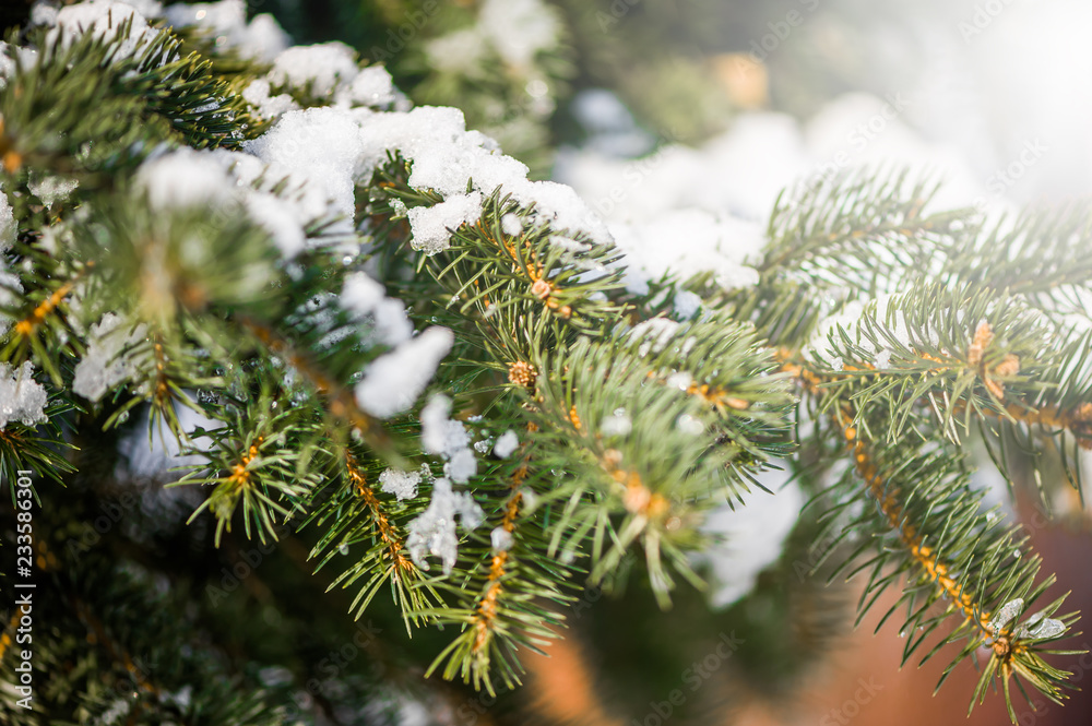 blur winter background with snow on eve branches blur winter background with snow on eve branches