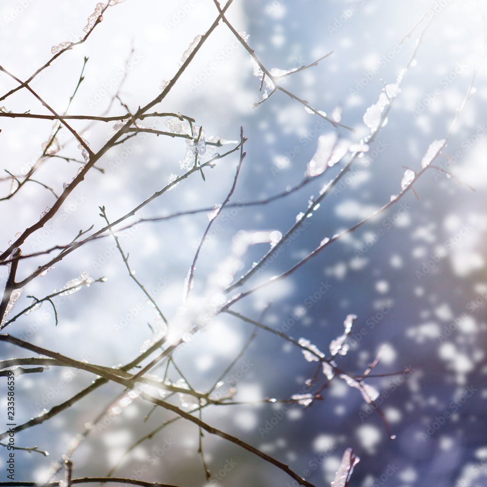 blur winter background with snow on branches blur winter background with snow on branches
