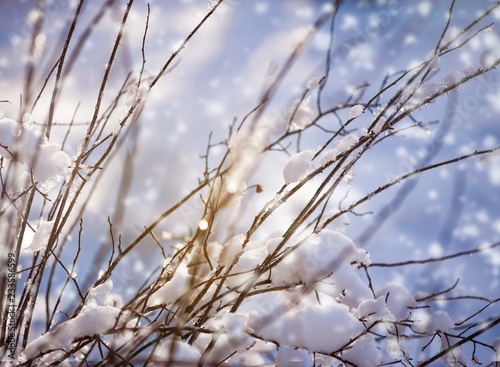 blur winter background with snow on branches