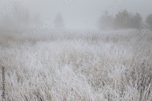 Wallpaper Mural Beautiful cold autumn foggy morning landscape with frozen meadow and hoarfrost on the grass. Torontodigital.ca