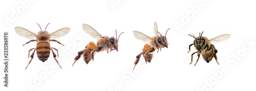 Bees isolated on white background