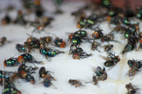 Group of Fly, housefly dead on sticky fly paper trap