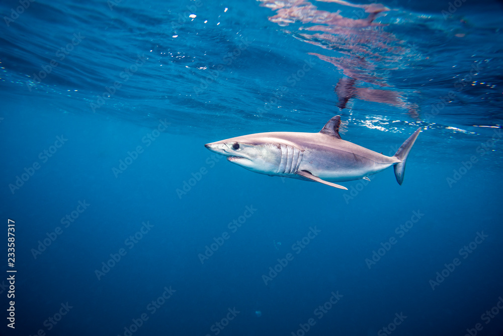 Fototapeta premium Shortfin Mako Shark or Isurus oxyrinchus swimming wild in the Pacific Ocean off San Diego, California. Wild