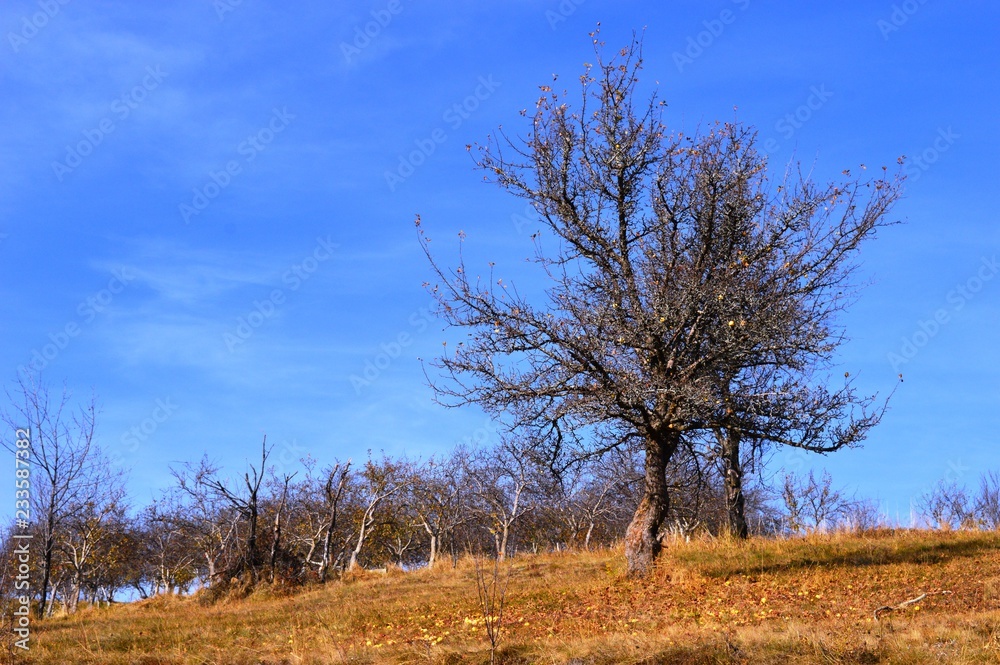 landscape in autumn colors
