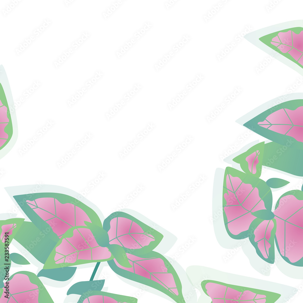 Fototapeta premium Vector Illustration. Poster with coleus. Background with modern home flowers and with place for text on white background