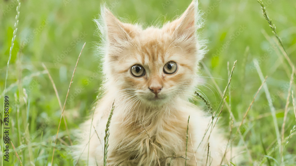 Red fluffy kitten on the green grass meows.