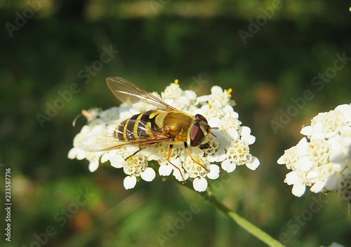 Hoverfly on yarrow flowers in the meadow, closeup 