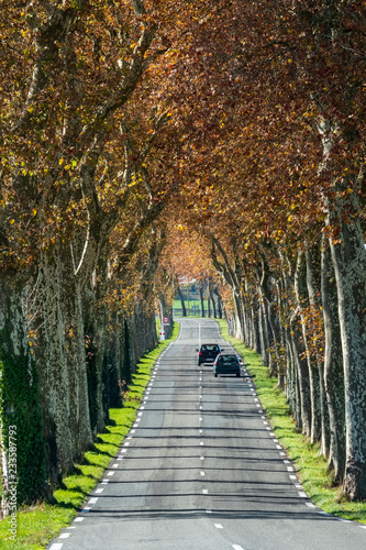 Fototapeta Naklejka Na Ścianę i Meble -  Alignement de platanes en bord de route, ligne droite avec voitures qui se doublent au loin, automne, , Tarn, France.