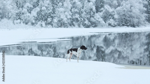 Dog english pointer standing at the lake Selbu  Norway 