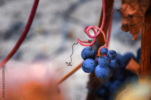 macro view of grapewines vinery in autumn in la rioja, spain photo