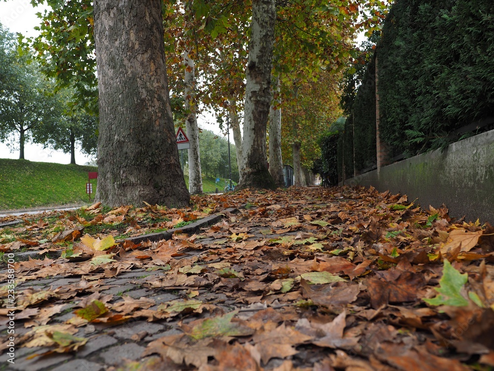 Ferrara, Italy, Autumn in the street.