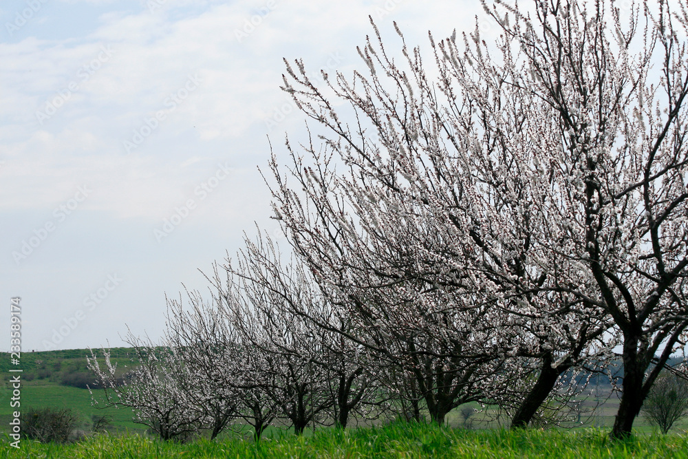 Blooming Trees