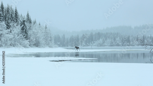 Moose at the lake Selbu, Norway  photo