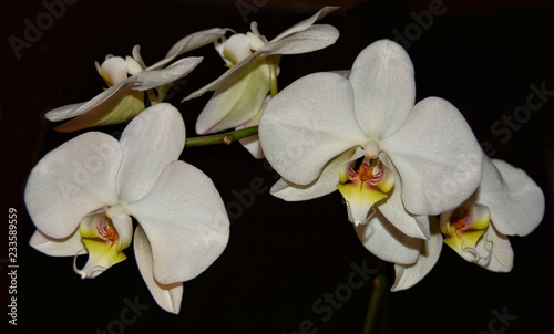 Stunning white Orchids. Black background. Beautiful tropical flowers.