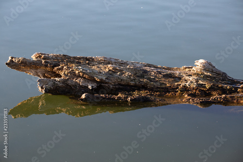 Rotting log in water