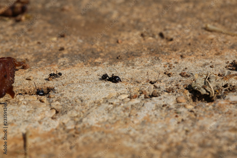 fotografias de insectos varios 