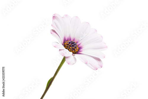Osteosperumum Flower Daisy