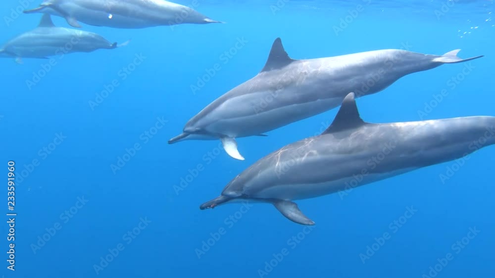 A pod of Hawaiian Spinner Dolphins dives under the water in slow motion 4K