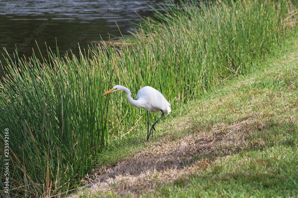 Fototapeta premium Great White Egret, yellow bill, white body, lonblack legs, pond