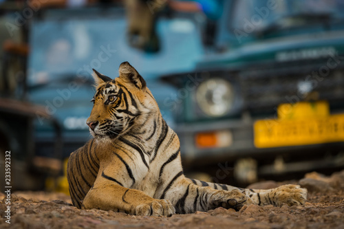 Canvas Print A road block by a father and cubs