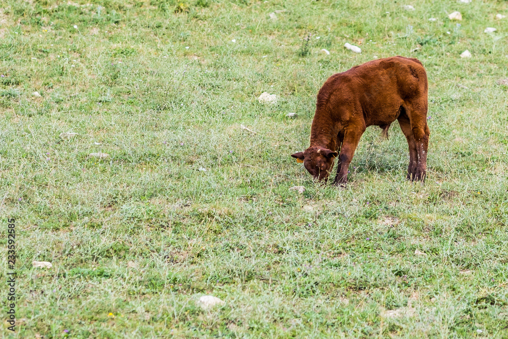 Fototapeta premium Veau en train de brouter dans la prairie