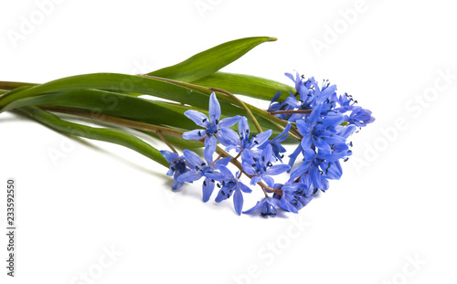 blue Scilla Difolia