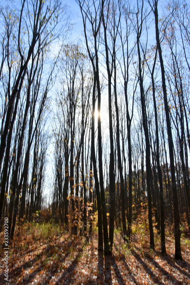 Obraz premium Forest in autumn, Dobrogea land, Romania