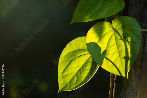 Wild Betel Leaf bush with sunshine background photo