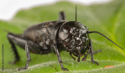 A close up of black cricket on leaf. photo