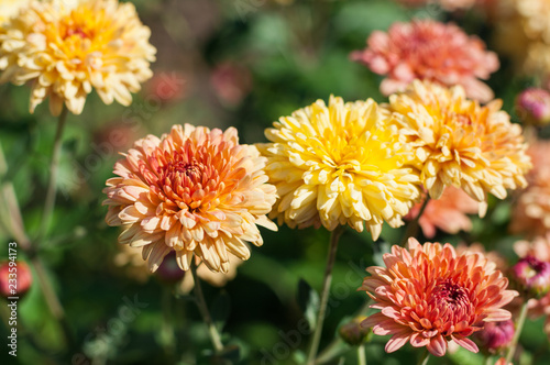 Close-up shot of Chrysanthemum flowers