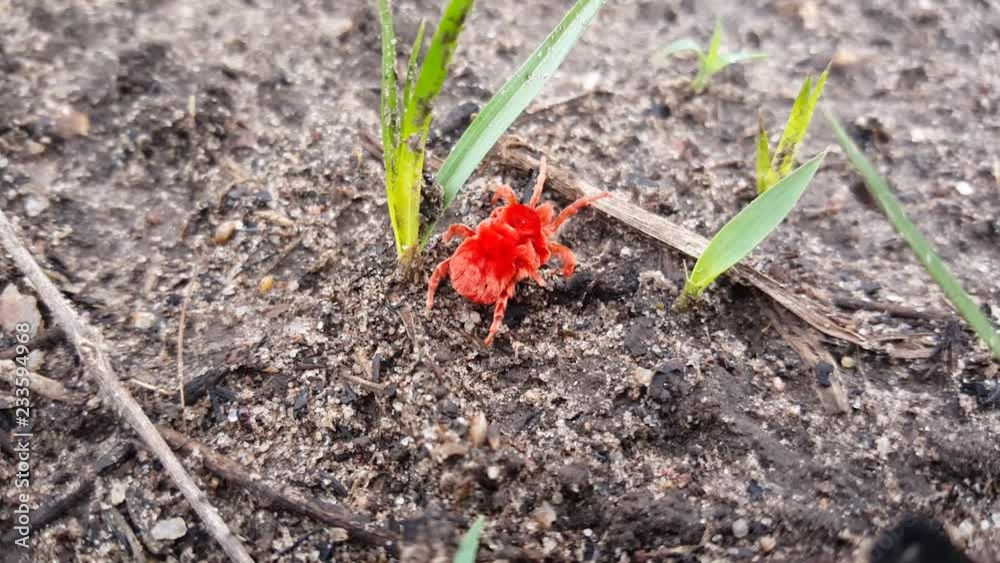 Rain bug in Kahi Badi Forest Park Gambia, Africa