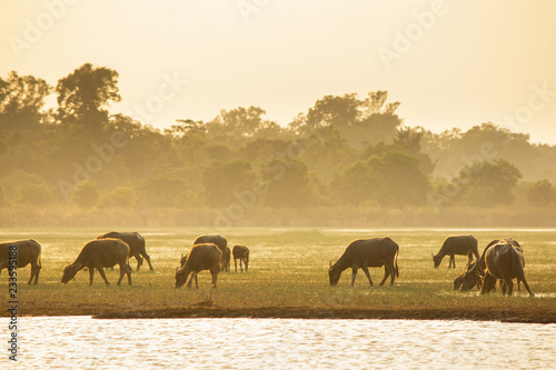 Thai swamp buffalo in peat swamp around lagoon