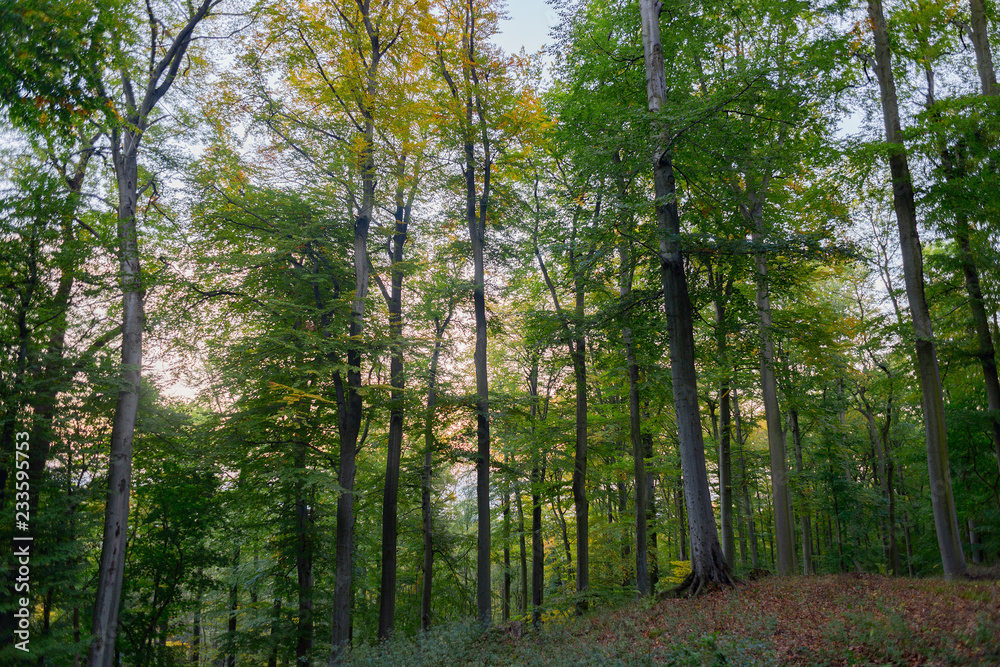 Beautiful beech forest trees with green leaves, park landscape