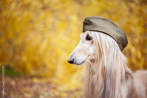 Dog  Afghan hound in a military cap  against the background of the autumn forest. Host protection concept  dog protector