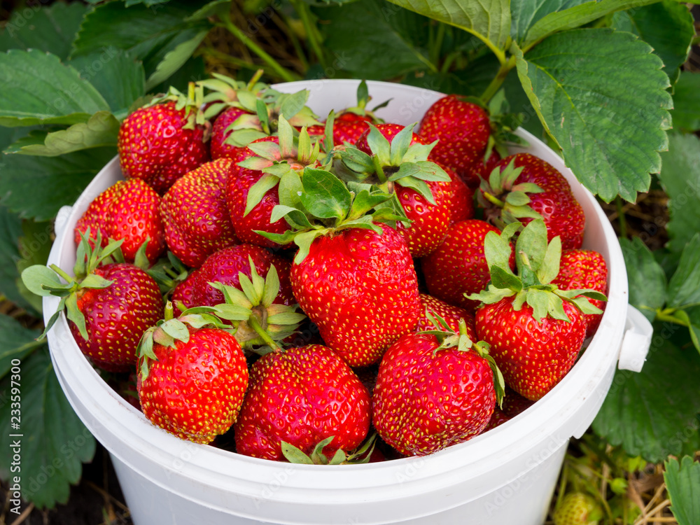 Large strawberries in a plastic bucket at the berry bush Large strawberries in a plastic bucket at the berry bush