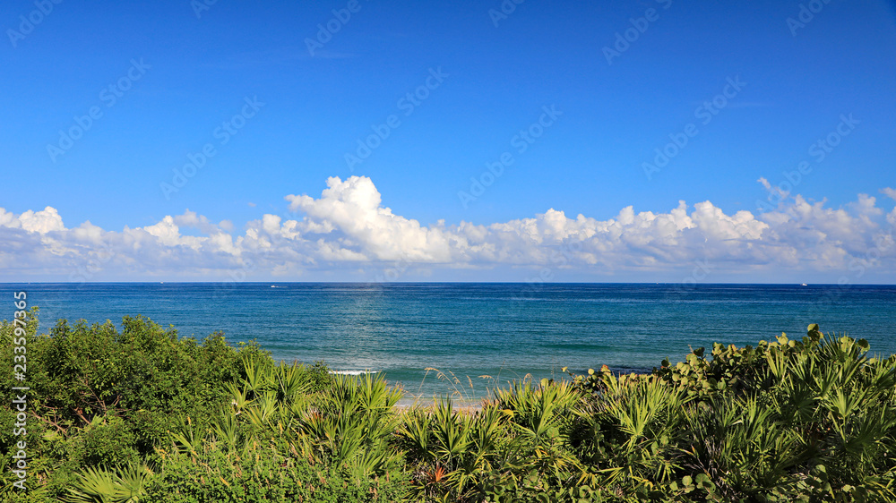 Beautiful calm ocean with cumulus clouds, as seen from Singer Island, Florida, with natural vegetation on the sand dune.