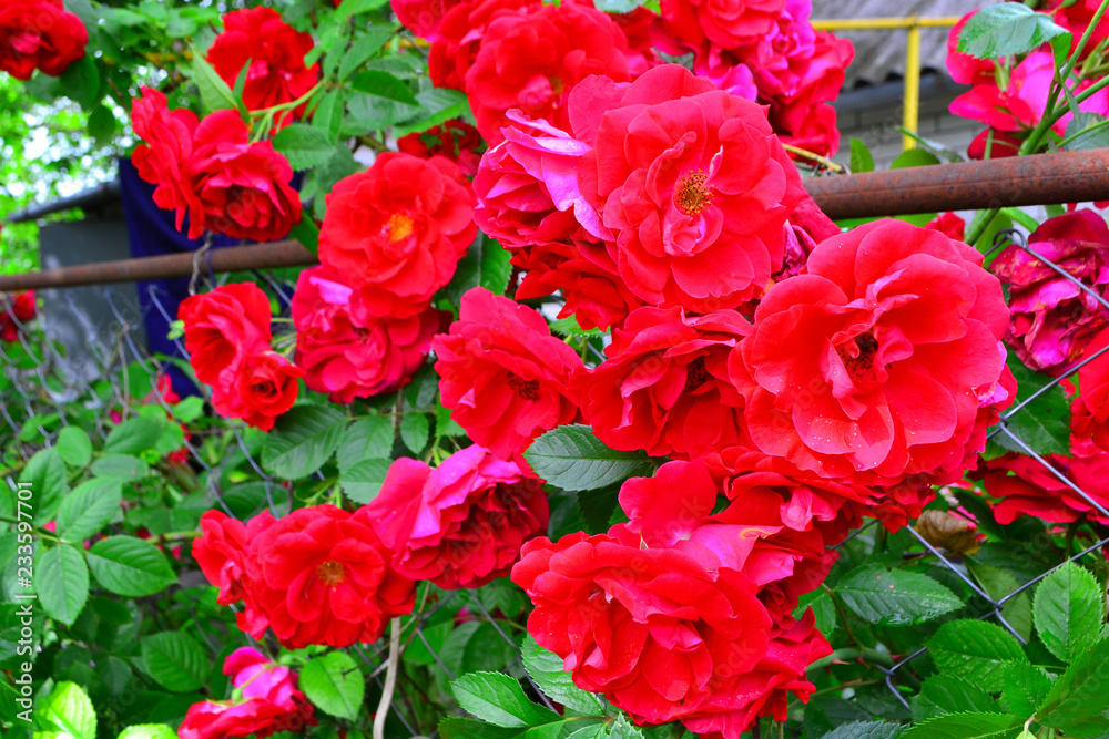 Beautiful red rose bush red roses in garden, floral background Beautiful red rose bush red roses in garden, floral background