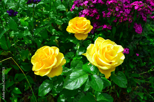 Beautiful yellow roses in garden with wildflowers, floral background