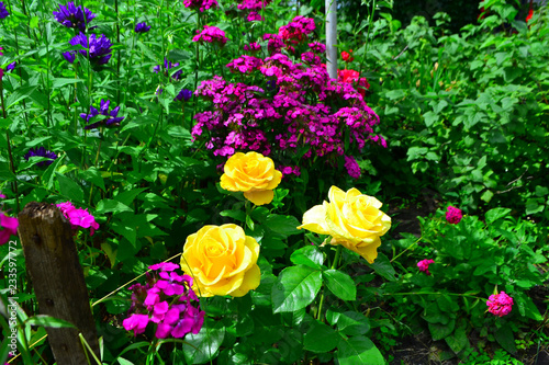 Beautiful yellow roses in garden with wildflowers  floral background