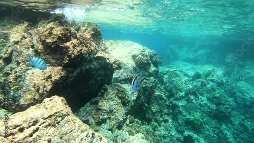 Camera follows Sergeant Major fish swimming in coral reef, Big Island Hawaii 4K photo