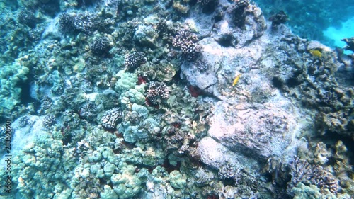 Camera soars over coral reef looking down on a variety of fish and corals photo